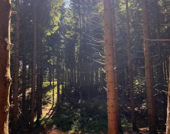 Copains des bois alpes du grand serre, Isère, Le Bien Veillant